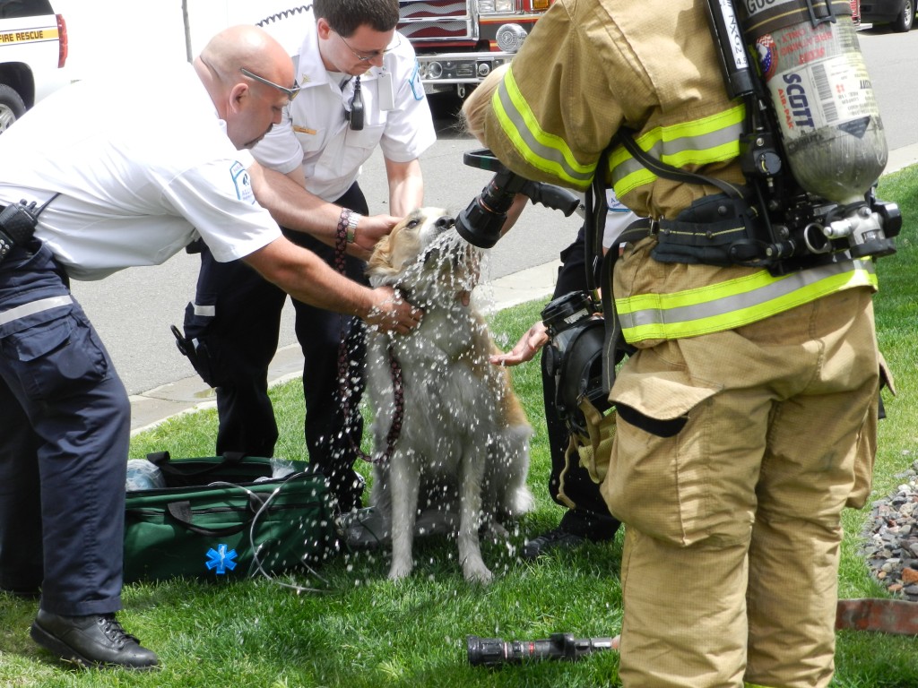 Dog Rescued From Burning Home