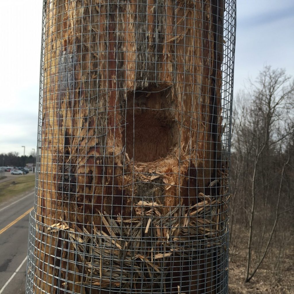 WOODPECKER DECOYS NOT ENOUGH TO KEEP BIRDS FROM DAMAGING UTILITY POLES
