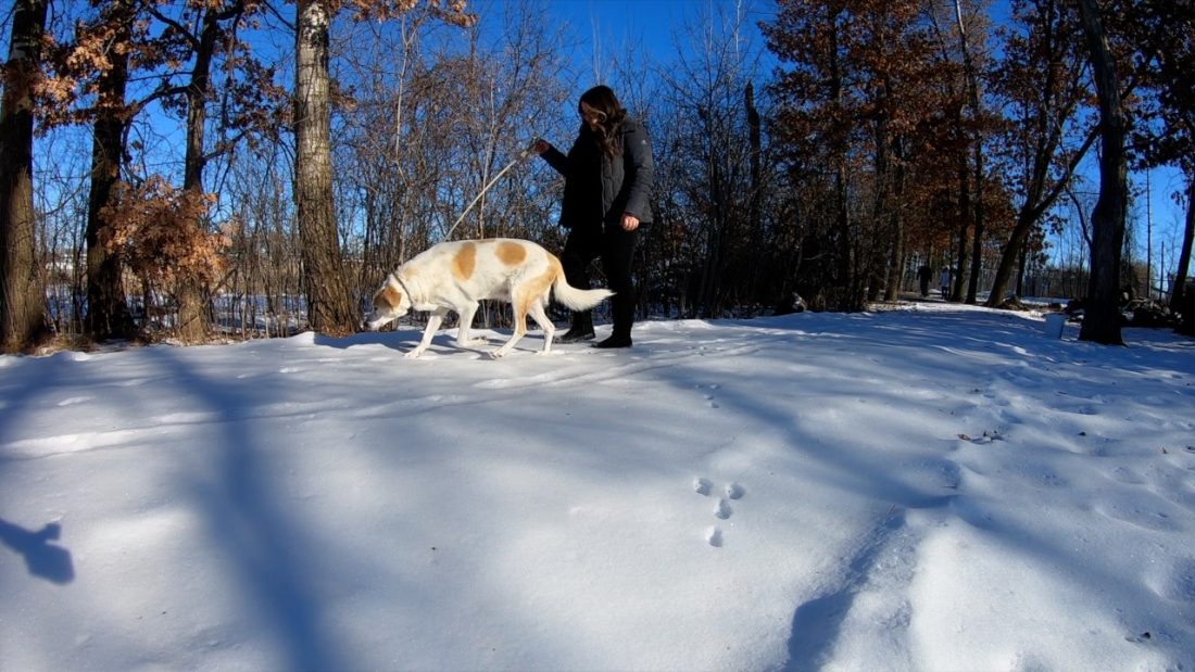 A person walks their dog on a snow covered path in a still from one of this month's new videos.