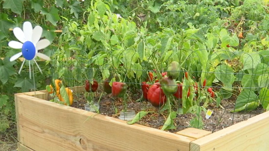 A spring garden bed in Blaine's Community Garden.